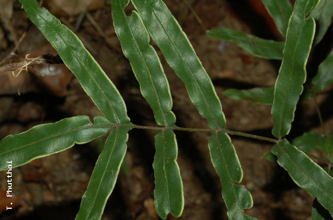 Upper surface of rachis and lamina
