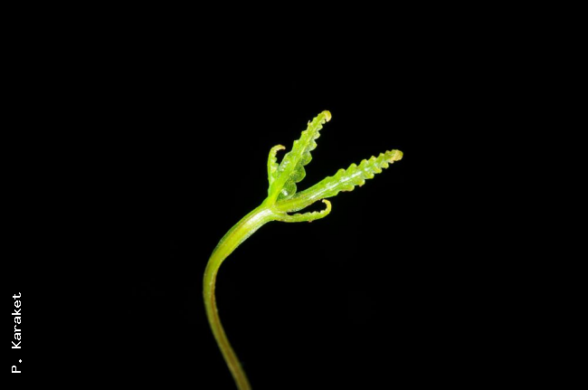 Immature frond