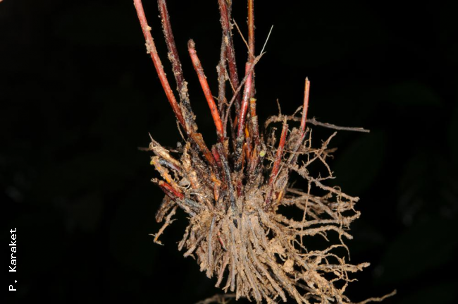 Rhizome and stipe bases