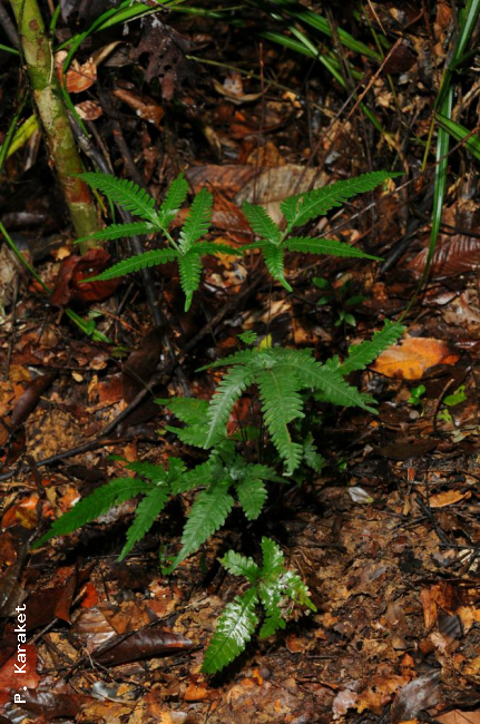 Habit