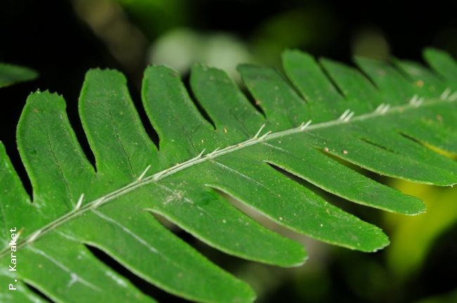 Spines on costa above