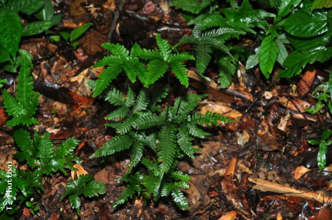 Habit