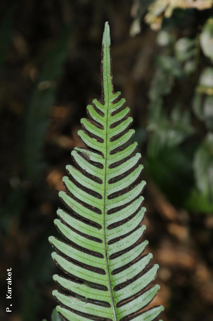 Pinna apex