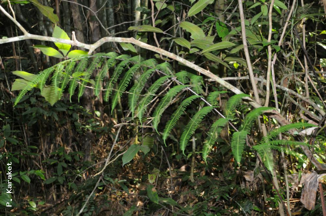 Frond