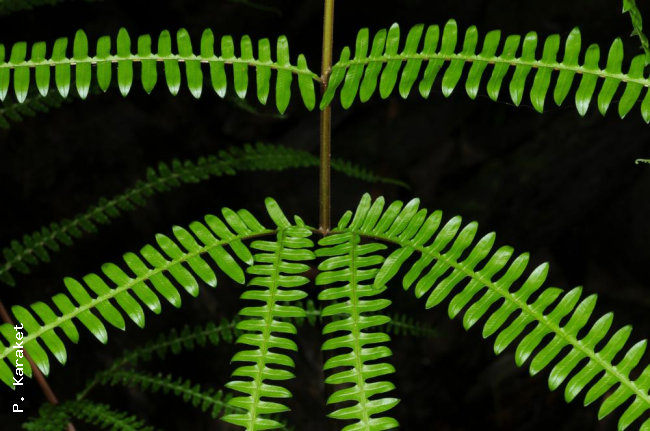 Basal pinnae