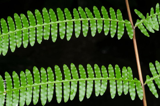 Upper surface of pinnae