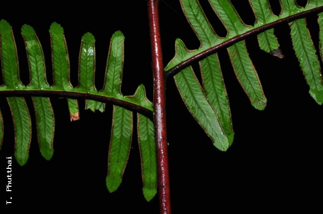 Lower surface of rachis and bases of pinnae