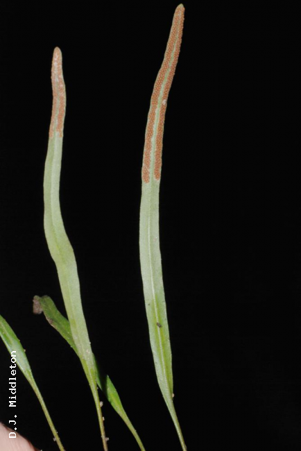 Frond