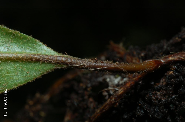 Stipe and stellate hairs