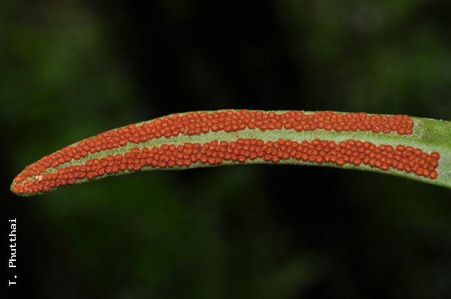 Frond apex