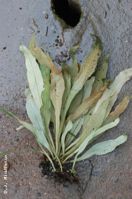 Whole plant