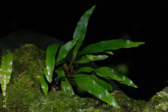 Habit