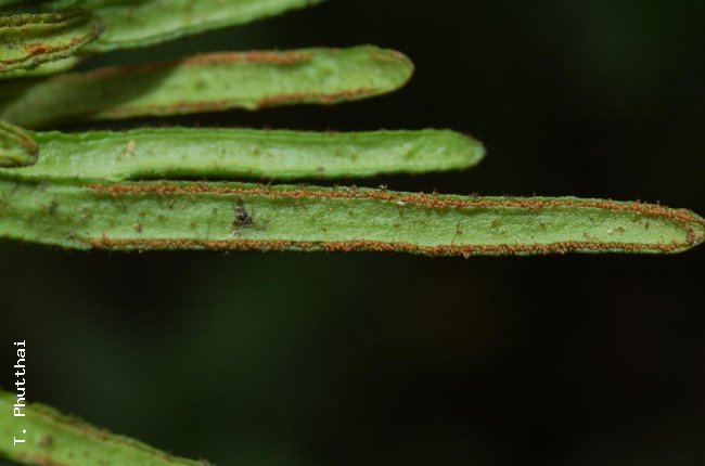 Frond undersurface with linear sori