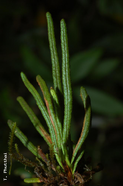Habit