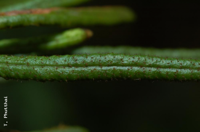 Upper frond surface