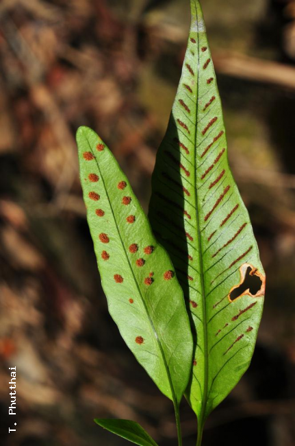 Variation in sorus shape