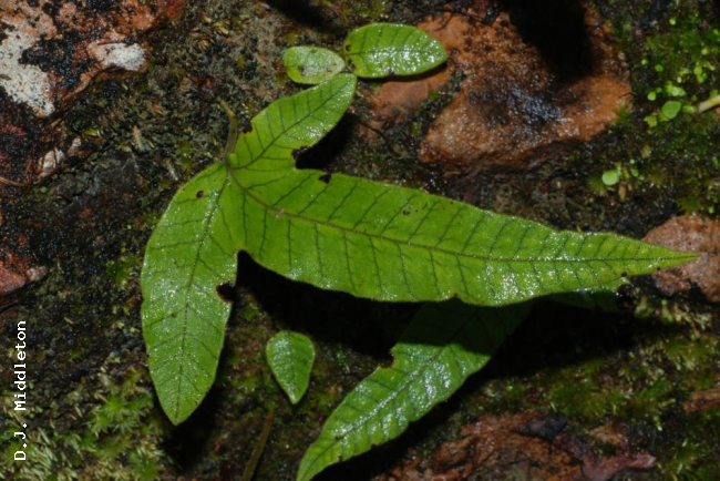 Habit