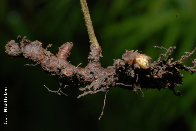 Rhizome