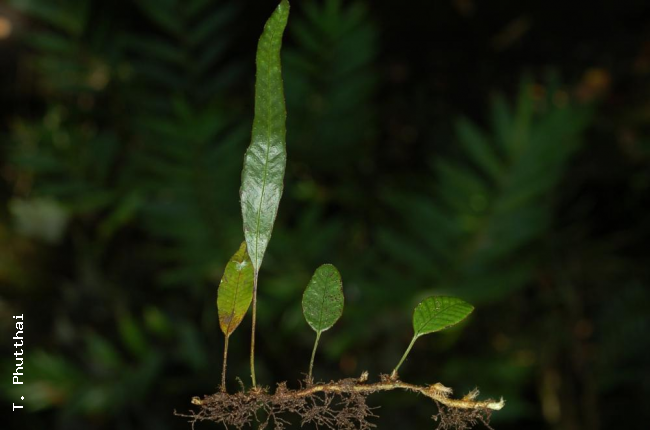 Whole plant with shorter sterile and longer fertile fronds