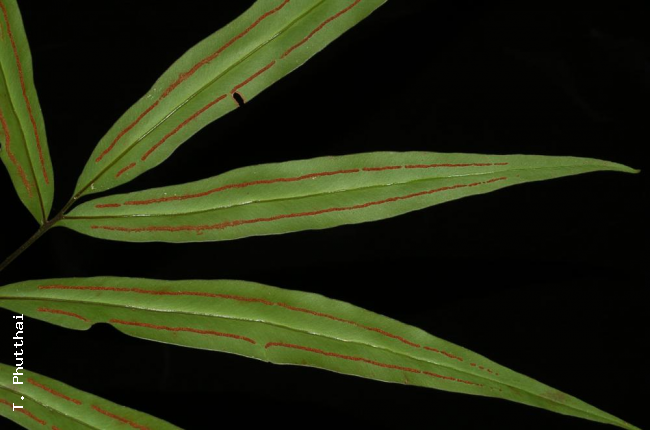 Pinnae from beneath