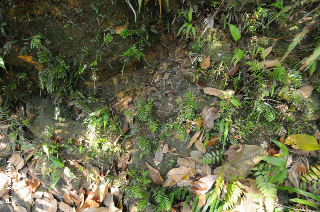 Habit