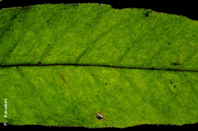 Venation