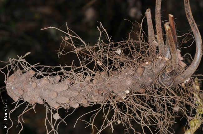 Rhizome