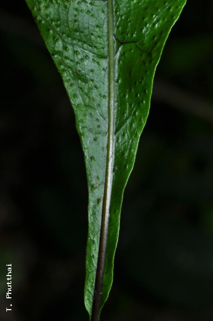 Base of lamina