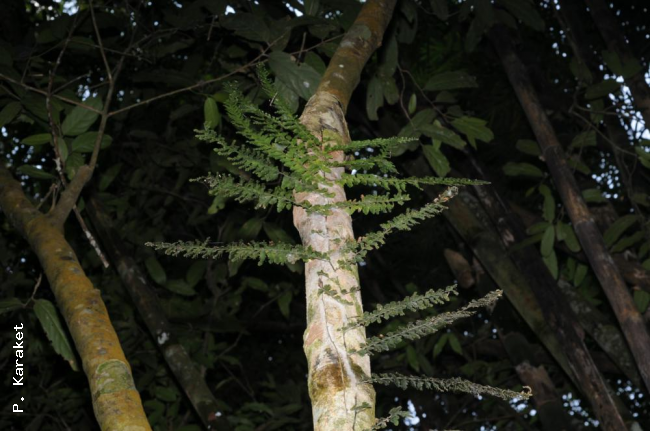 Habit on tree trunk