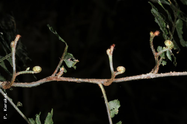 Rhizome