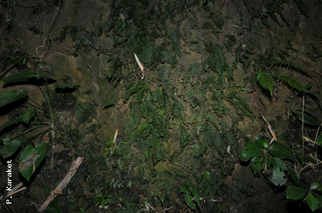 Habit on rocks