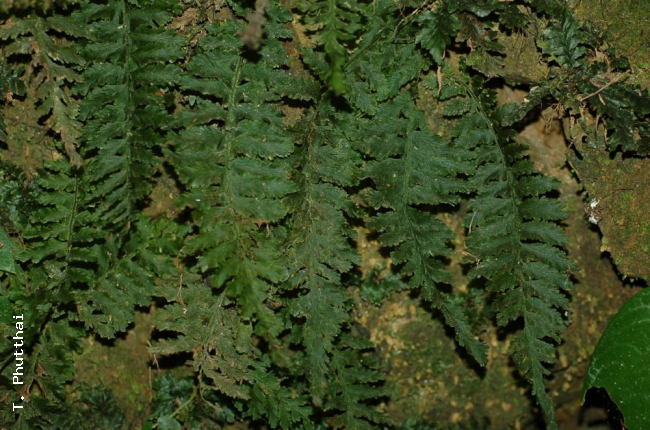 Fronds