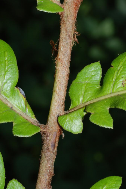 Rachis and bases of pinnae