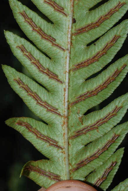 Lower surface of lamina