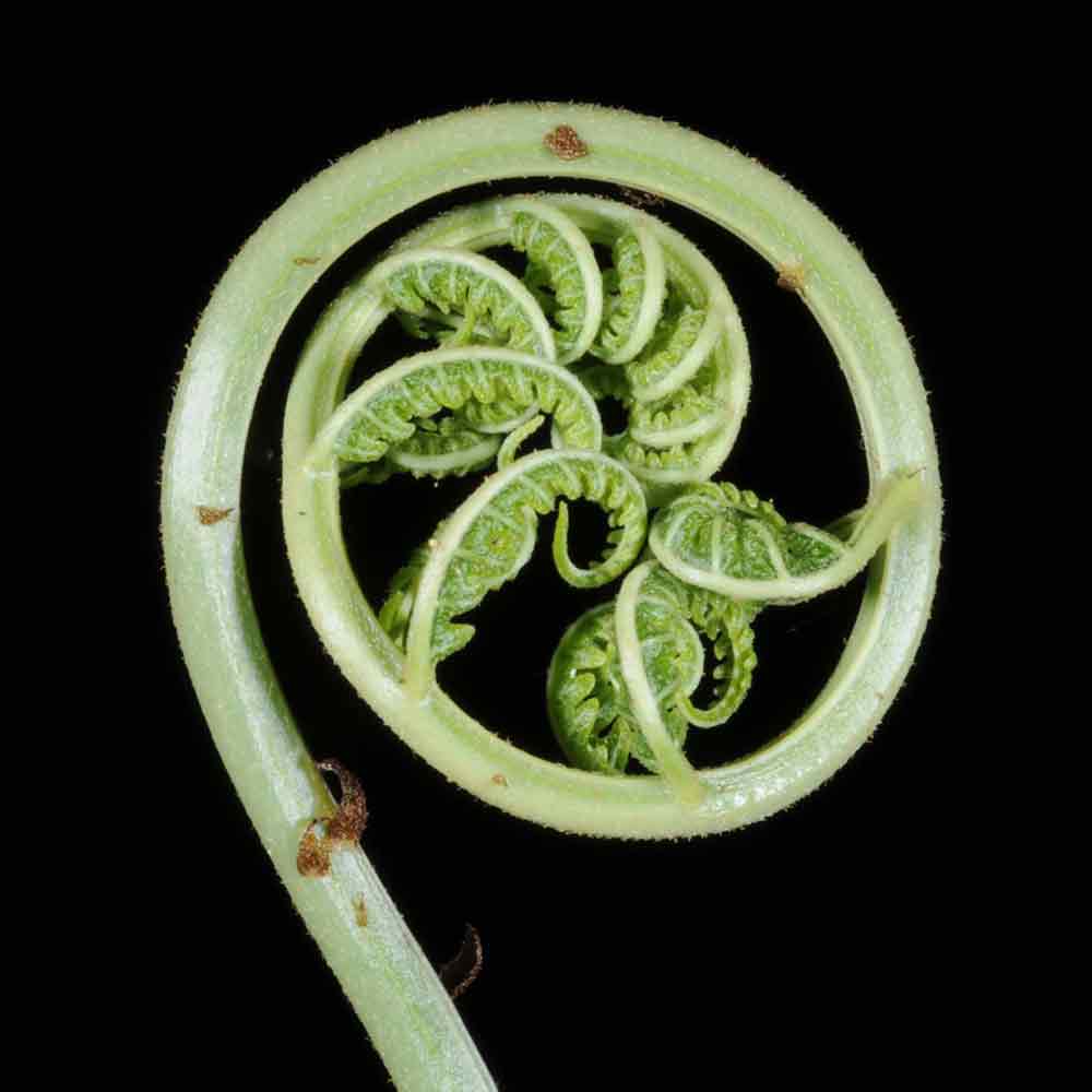 Fern Crozier