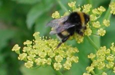 Bee on Umbellifer flowers