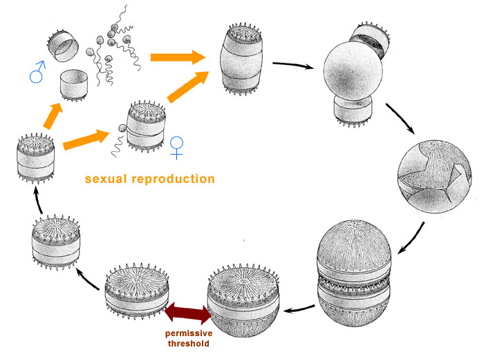 Algae World The Diatom Life Cycle Sexual Phase