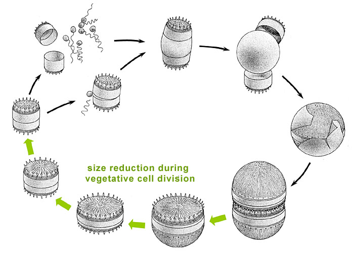 diatom life-cycle: vegetative phase