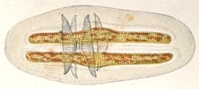Rhopalodia auxospores