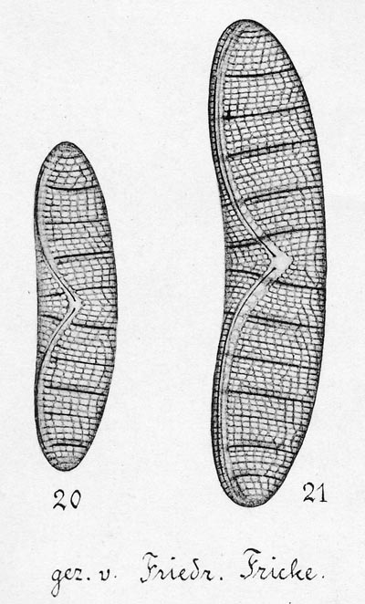 Mereschkowsky 1902 Figs11 and 12