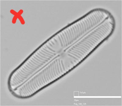 Sellaphora, diagonal to frame