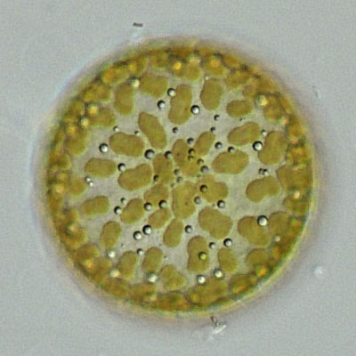 living cell of Actinocyclus cf. subtilis
