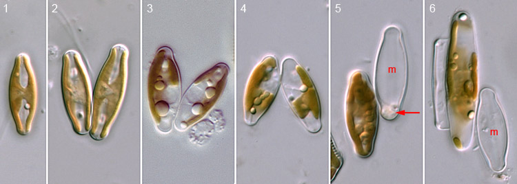 Algae World Sellaphora Sexual Reproduction Introduction