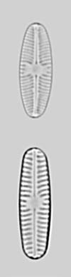 Sellaphora: seminulum group