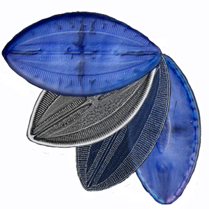 Click here for more information on these Lyrella images