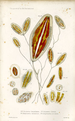 Plate C from W. Smith's British Diatomaceae Vol. 2 (1856)