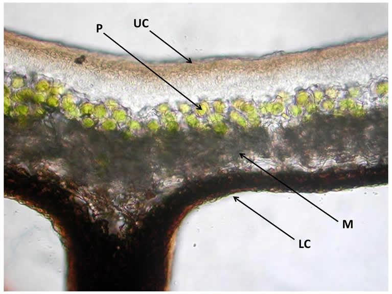 lichen cross section