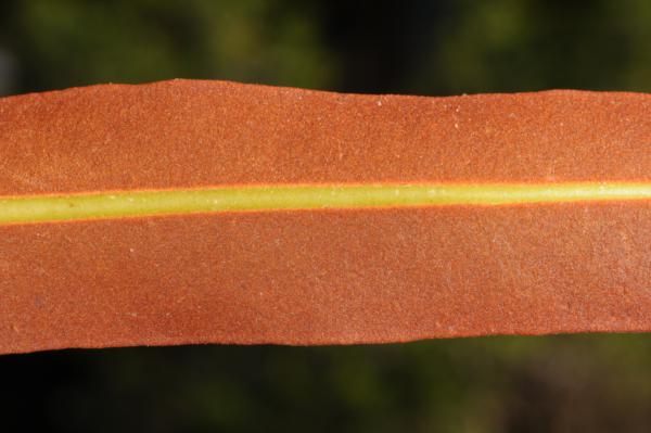 Fertile pinna with acrostichoid sporangia