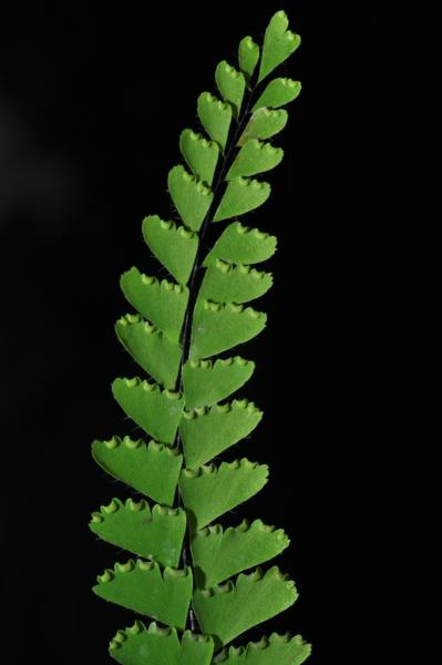 Frond without prolonged apex