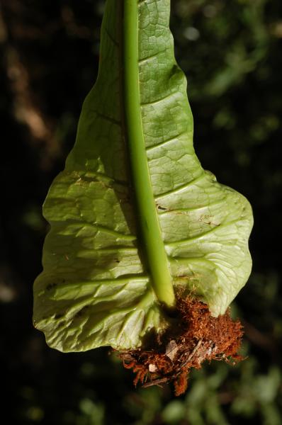 Base of young frond